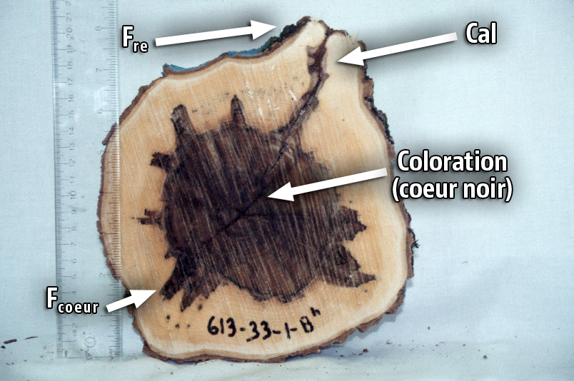 Fente radiale externe 4