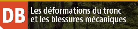 Déformations du tronc et blessures mécaniques