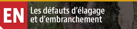 Défauts d'élagage et d'embranchement