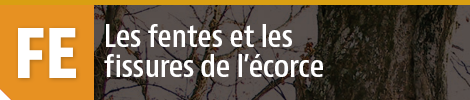 Fentes et fissures de l'écorce