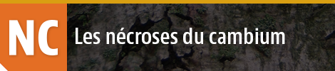 Nécroses du cambium