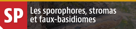 Sporophores, stromas et faux basidiomes
