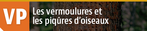 Vermoulures et piqûres d'oiseaux
